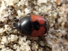 Spilodiscus sellatus