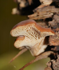 Lentinellus pulvinulus