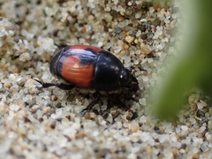 Spilodiscus sellatus