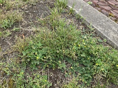 Medicago lupulina