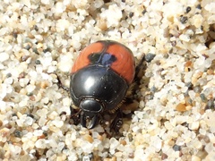 Spilodiscus sellatus