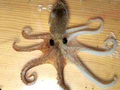 Octopus minor
