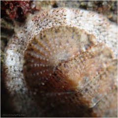 Lepidozona