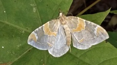 Eulithis pyropata