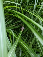 Takydromus tachydromoides