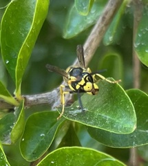 Vespula germanica