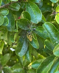 Vespula germanica