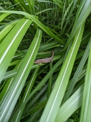Takydromus tachydromoides