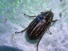 Polyphylla diffracta
