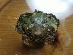 Glebocarcinus amphioetus