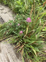 Trifolium pratense