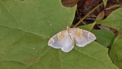 Eulithis pyropata
