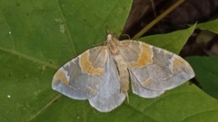 Eulithis pyropata