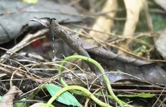 Drepanosticta acuta