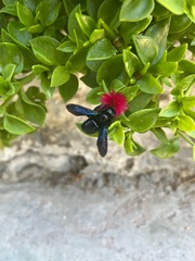 Xylocopa