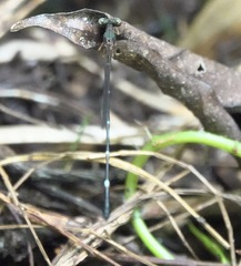 Drepanosticta acuta