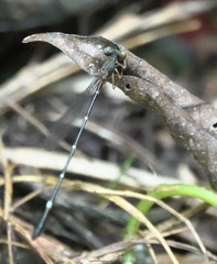 Drepanosticta acuta
