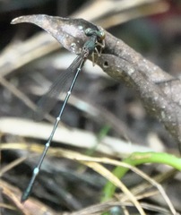 Drepanosticta acuta