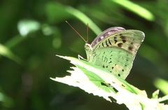 Tanaecia calliphorus