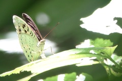 Tanaecia calliphorus
