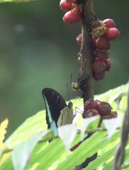 Tanaecia calliphorus