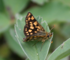 Carterocephalus skada