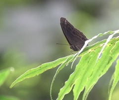 Mycalesis tagala