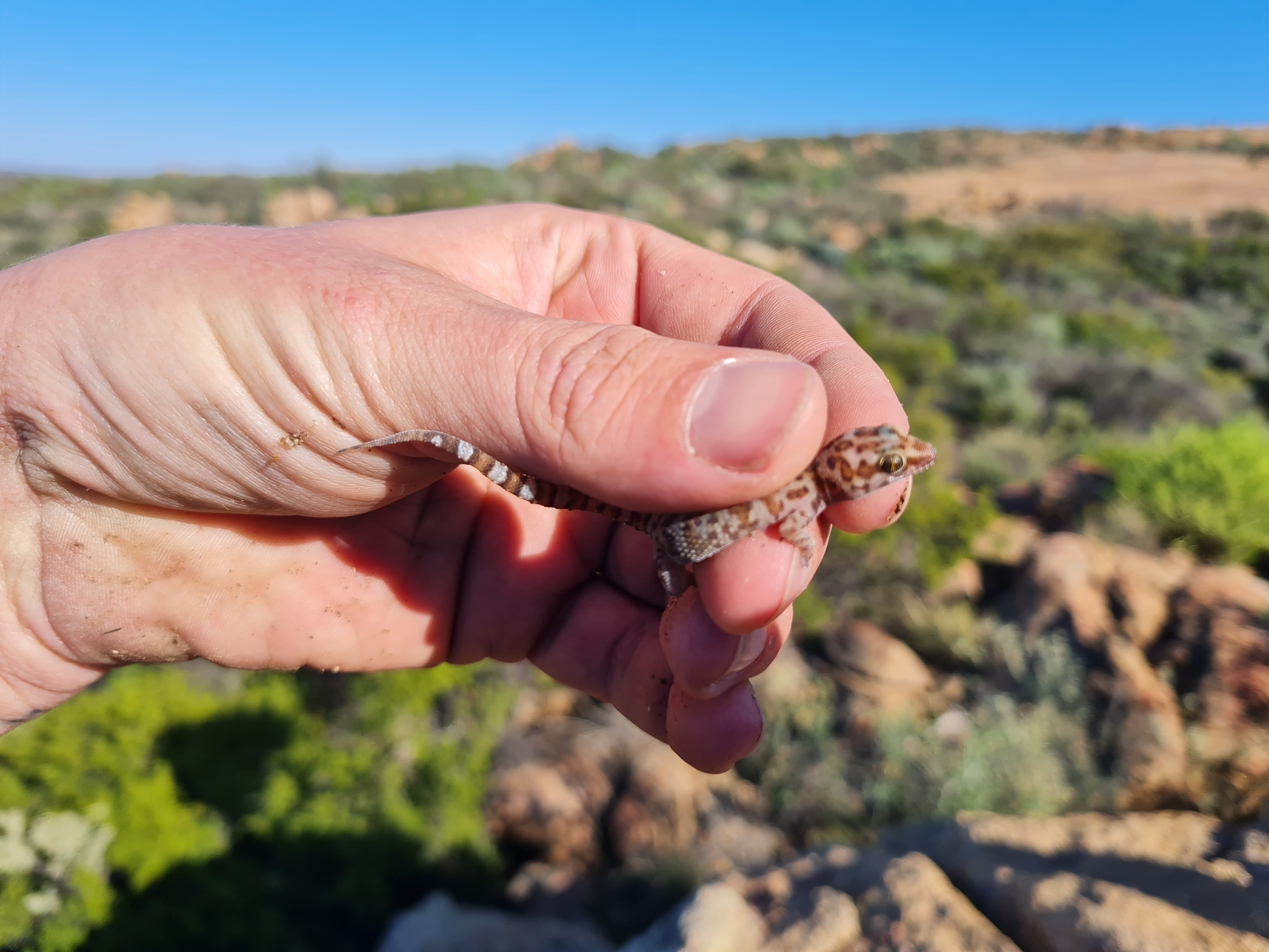 Pachydactylus weberi Roux, 1907