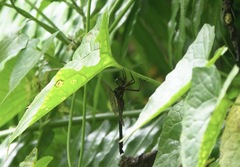 Heteronaias heterodoxa