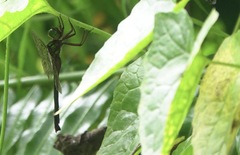 Heteronaias heterodoxa