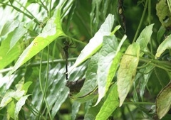 Heteronaias heterodoxa