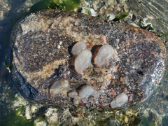 Phlebobranchia
