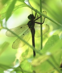 Heteronaias heterodoxa