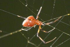 Argyrodes flavescens