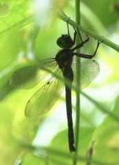 Heteronaias heterodoxa