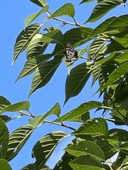 Hestina assimilis assimilis