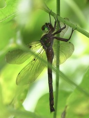 Heteronaias heterodoxa