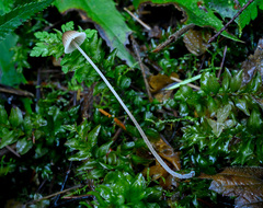 Mycena amicta