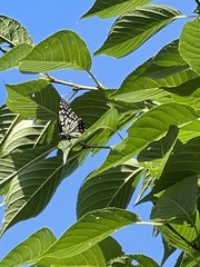 Hestina assimilis assimilis