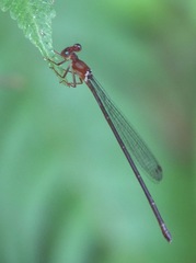 Igneocnemis haematopus