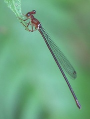 Igneocnemis haematopus