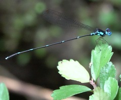 Risiocnemis serrata