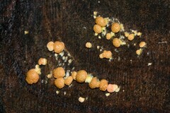 Trichoderma nothescens