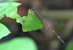 Drepanosticta acuta
