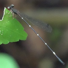 Drepanosticta acuta