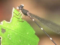 Drepanosticta acuta