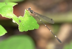 Drepanosticta acuta