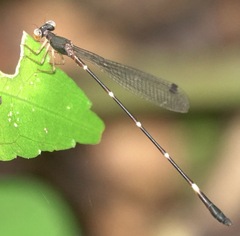 Drepanosticta acuta