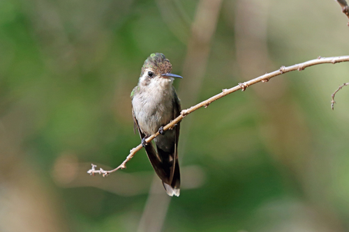 Cynanthus auriceps