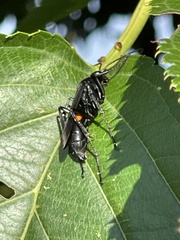 Anoplius samariensis